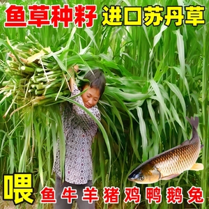 鱼草种籽四季高产牧草包发芽