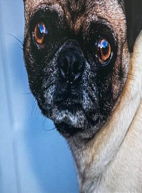 惠普HP LE2201W 22寸16:10宽屏液晶显示器，原