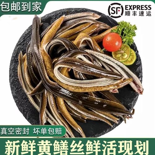 新鲜黄鳝丝肉鳝鱼肉鲜活鳝鱼去头去骨保鲜到家长鱼丝鳝丝苏北黄鳝