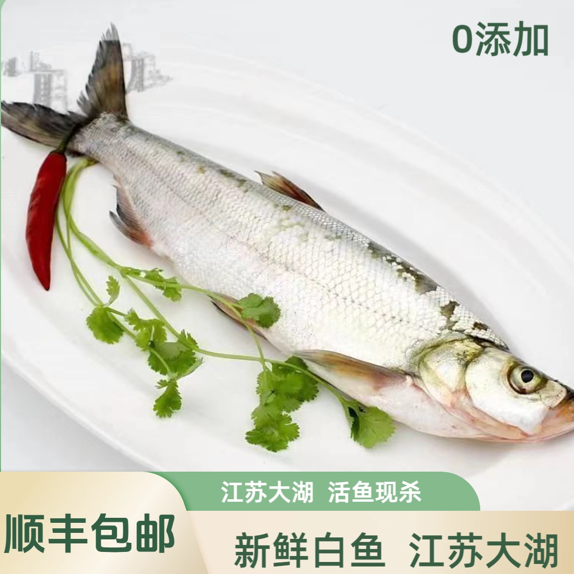 江苏苏州大湖白鱼翘嘴活鱼现杀新鲜保鲜白条户外捕捞