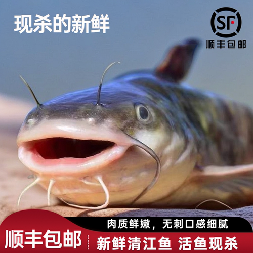 新鲜清江鱼鮰鱼现杀真空顺丰发货