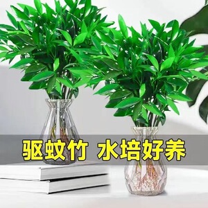 竹柏盆栽驱蚊竹室内桌面办公桌绿植水培植物四季常绿净化空气