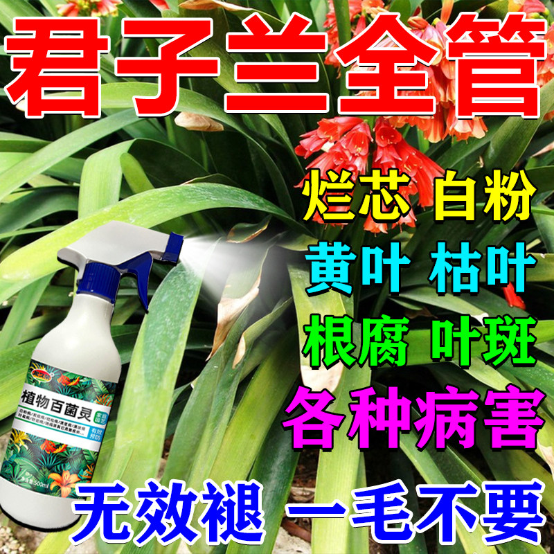 君子兰专用肥防黄叶根腐病白粉黑斑叶斑病君子兰营养液通用杀菌剂