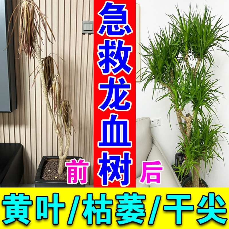 龙血树专用肥料龙须树叶子发黄枯萎下垂干尖烂根磷酸二氢钾营养液
