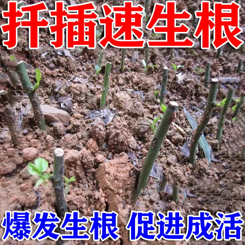 扦插专用生根粉月季扦插生根液植物扦插生根剂生根壮苗植物活力素,鲜花速递/花卉仿真/绿植园艺,家庭园艺肥料,淘宝优惠券,粉丝福利购,淘宝优惠卷