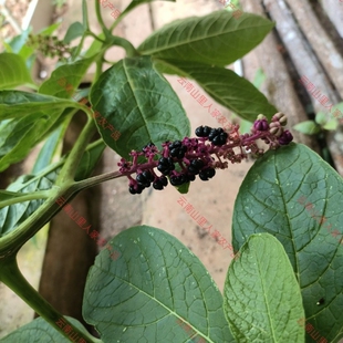 云南白商陆大蔴菜纯天然路路通当季新鲜农产品可食用