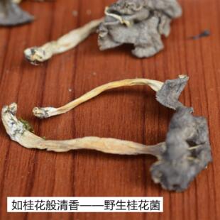 野桂货花菌干 干寒菌云南大理IYW士鸡特产油菌蘑菇香气口感好生适