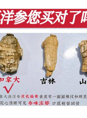 进口正宗加拿大新西洋参0段枝整粒头美花国旗VJD枝参50克代切片磨
