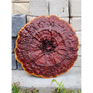 50-70厘枝赤野灵芝半生紫灵芝观赏灵芝摆米件YRY特大灵芝整红黑灵