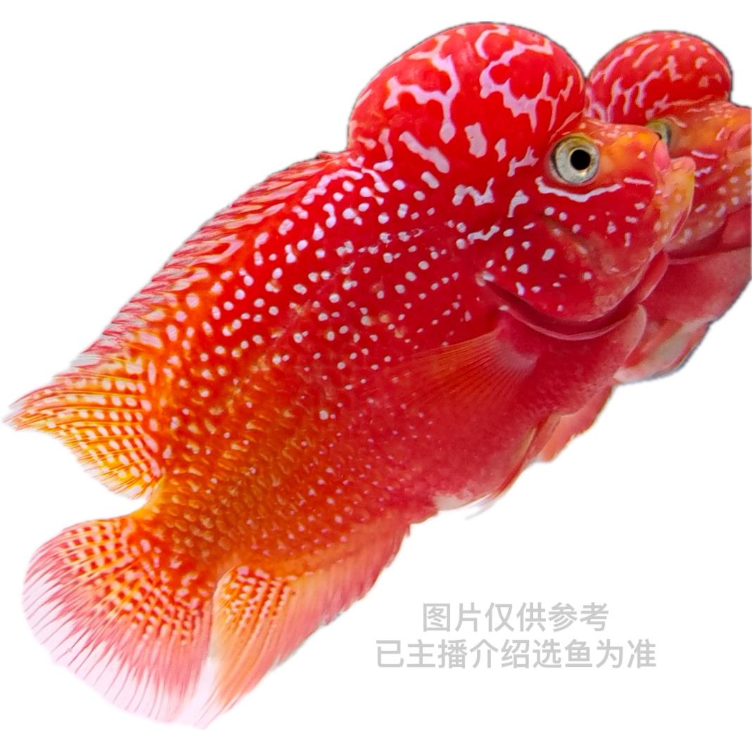 泰国罗汉鱼亚成鱼金花鸿运大体型罗汉鱼图片仅供参考（录好开箱）