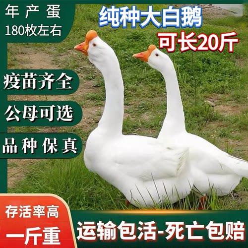 一斤纯种大白鹅小鹅活苗四季鹅苗高产蛋三花鹅百子鹅正宗皖西白鹅