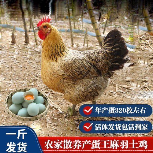 一斤纯种麻羽土鸡苗农家散养土鸡活苗麻羽鸡活苗土鸡绿壳蛋鸡活苗