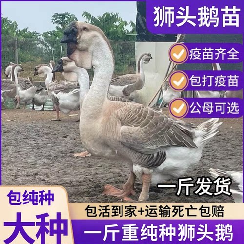 一斤纯种狮头鹅苗