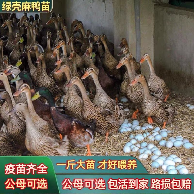 一斤纯种麻鸭活苗高产绿壳蛋鸭苗双黄蛋下鸭苗蛋鸭脱温鸭土鸭活鸭