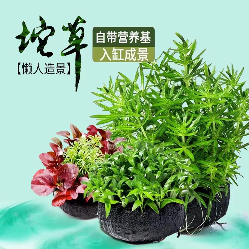 鱼缸水草植物真草活体懒人造景坨草套餐水榕增氧阴性淡水水培