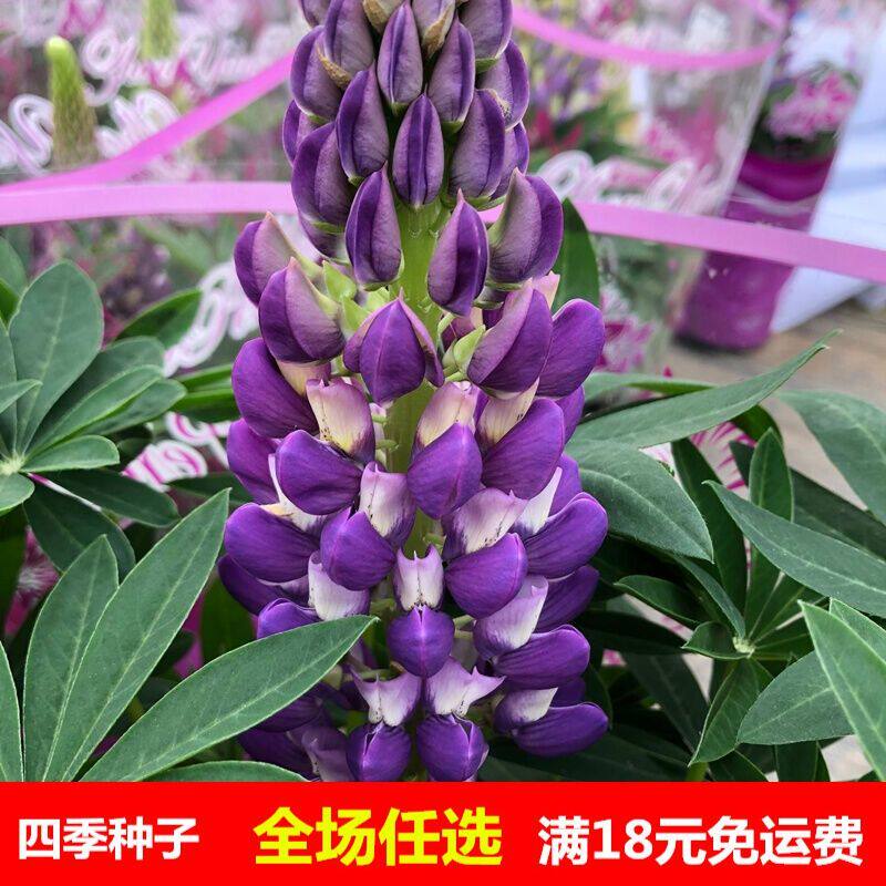 库羽扇豆鲁冰花盆栽大苗阳台庭院花园耐寒花卉绿植多年生好养带厂