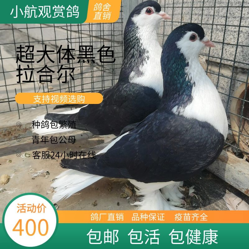 观赏鸽拉合尔企鹅鸽子宠物鸽子黑色拉合尔种鸽幼鸽青年鸽包邮包活