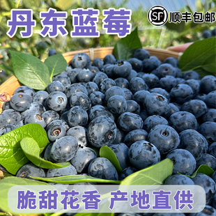 丹东头茬花香蓝莓个大脆甜产地现摘当季特大果顺丰包邮