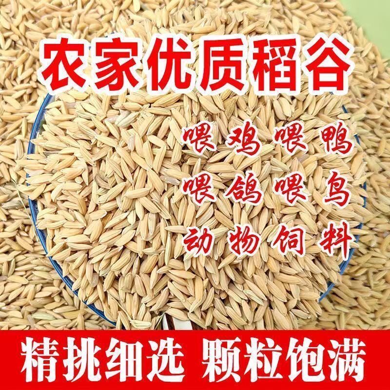 精选稻谷带壳谷子喂鸡鸭鹅仓鼠宠物饲料1斤2斤5斤100斤稻子可碾米
