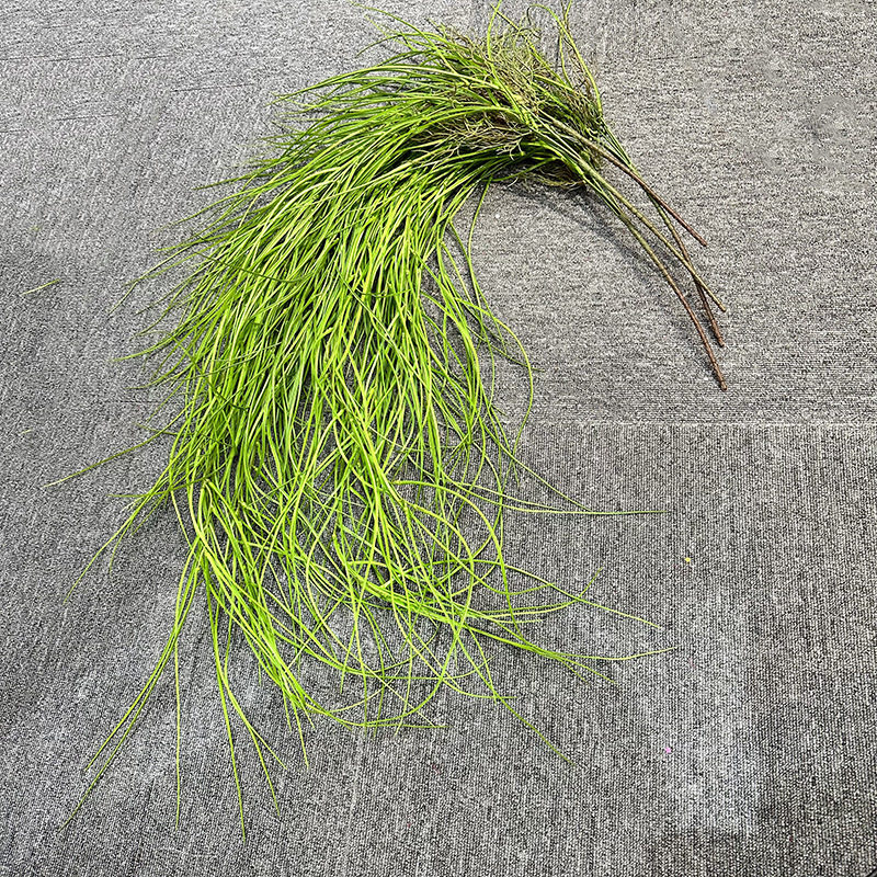 仿真植物壁挂橱窗造景装