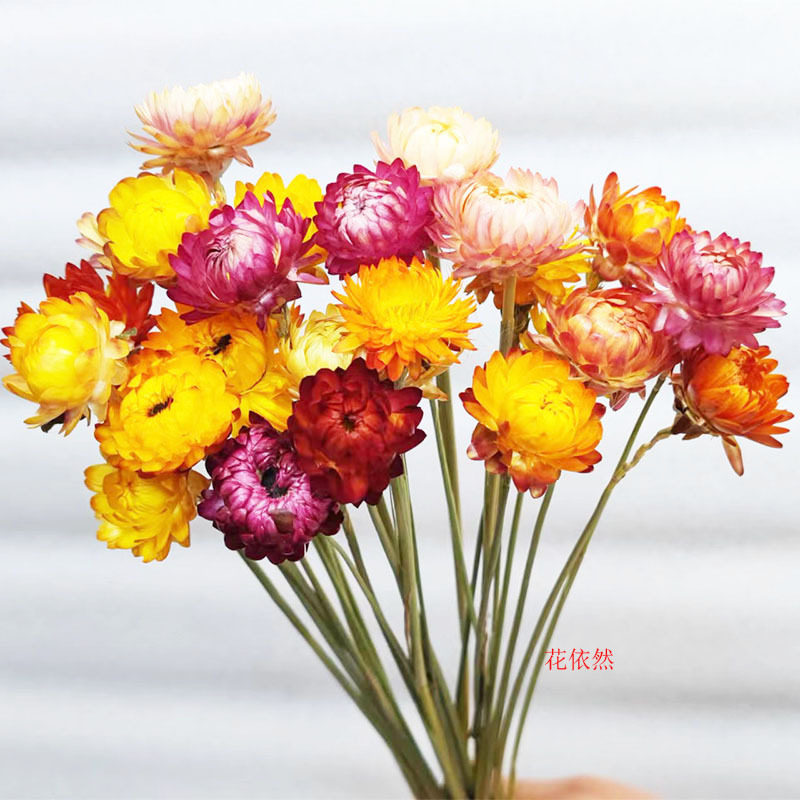 干花麦秆菊七彩菊菠萝菊太阳花波斯菊工厂直供ins风ins风布置