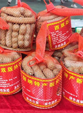西双版纳带壳甜酸角大果网袋甜角
