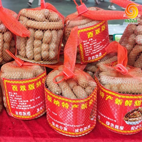 西双版纳带壳甜酸角大果网袋甜角