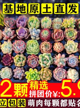 多肉植物小盆栽带盆土批发豪华套装多肉组合桃蛋玉露绿植花卉园艺