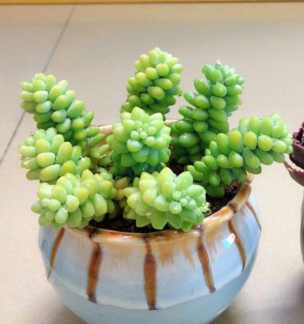 多肉植物套餐新玉坠多肉绿植玉坠阳台萌肉室内四季很好养活包邮