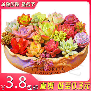 多肉植物新手室内四季 好养活玉露钱串吸财树组合盆栽小绿植精选肉