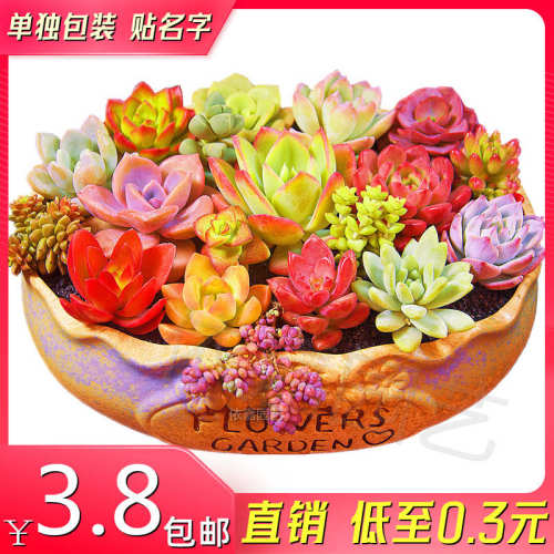 多肉植物新手室内四季好养活玉露钱串吸财树组合盆栽小绿植精选肉