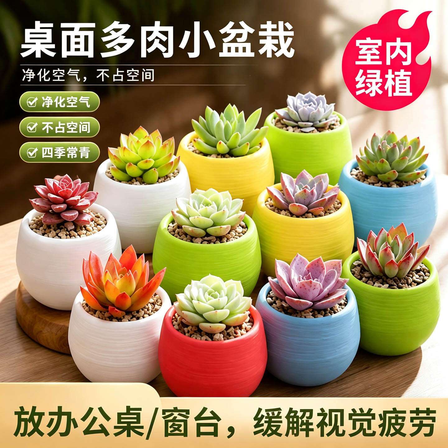 多肉小盆栽带盆带土新手好养