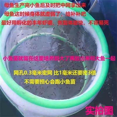 孔雀玛丽新生鱼繁殖隔离网密网隔离盒孵化盒漂浮产房网小鱼苗逃离