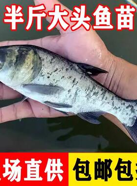 花鲢鱼苗淡水好养殖半斤鲢鳙鱼苗特大胖头鱼四大家鱼雄鱼大头鳊鱼
