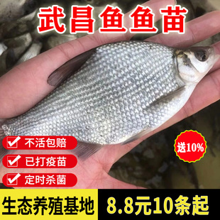 武昌鱼苗鳊鱼鱼苗柳叶三角鲂苗团头鲂苗边淡水养殖活体鳊小鱼食用