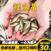 鲤鱼苗草鱼苗鲫鱼苗青鱼活体养殖淡水鱼苗龙鱼饲料鱼包活