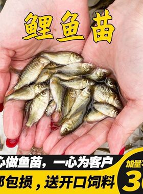 鲤鱼苗草鱼苗鲫鱼苗青鱼活体养殖淡水鱼苗龙鱼饲料鱼包活