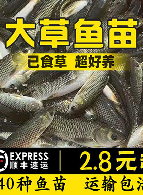 优质大草鱼苗皖鱼苗花鲢