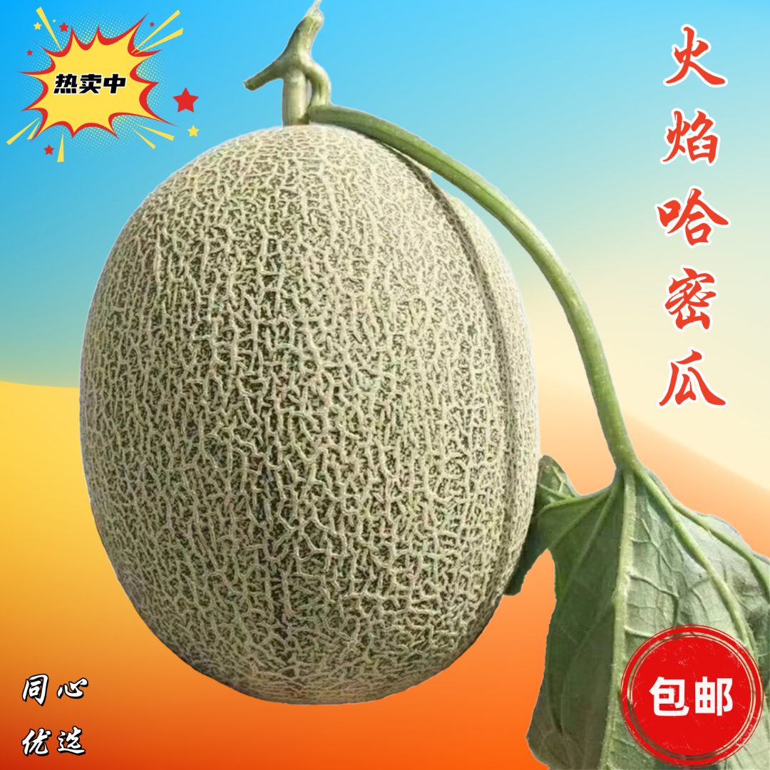 新疆哈密瓜西州蜜25号