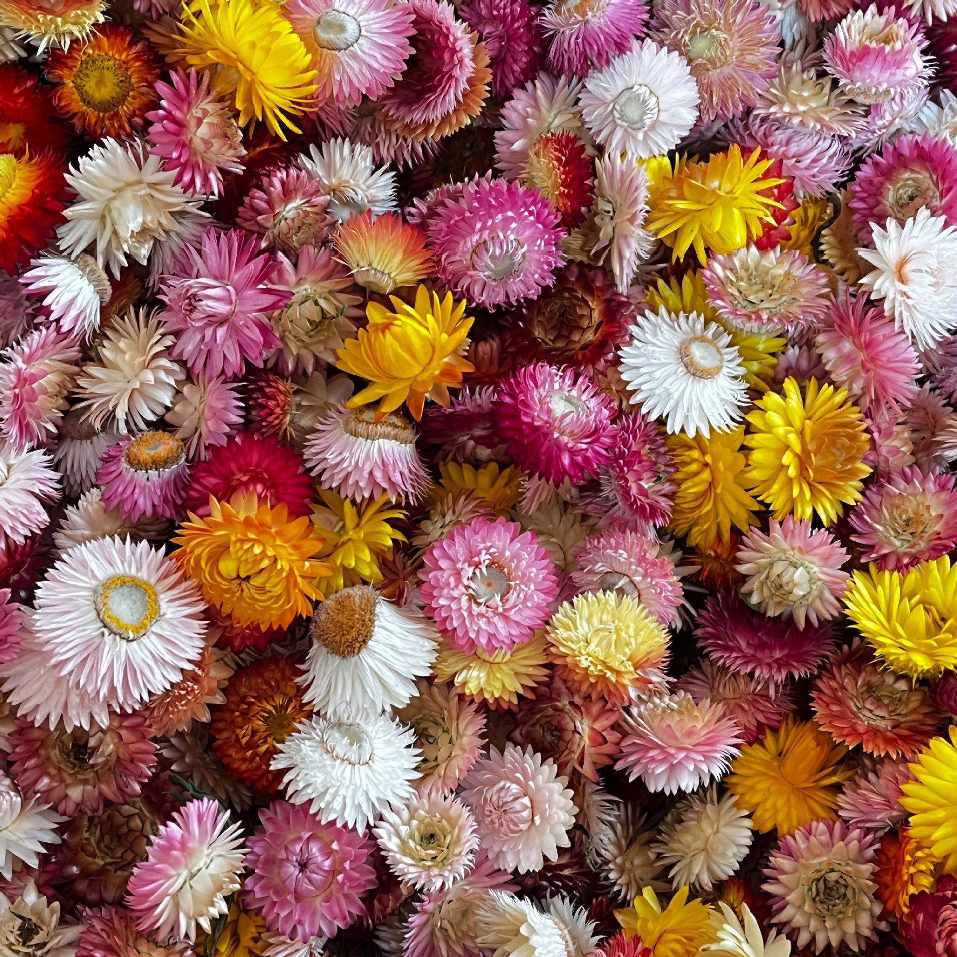 七彩小雏菊 干花花头 diy材料包麦秆菊真花花材手工拍照装饰