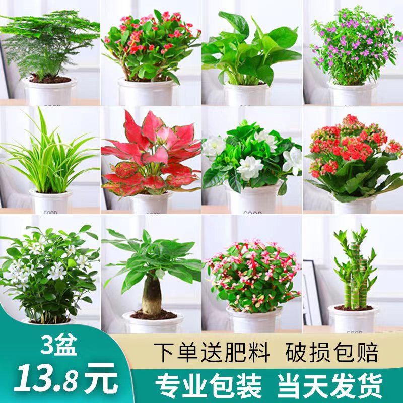 绿萝水培绿植物盆栽室内