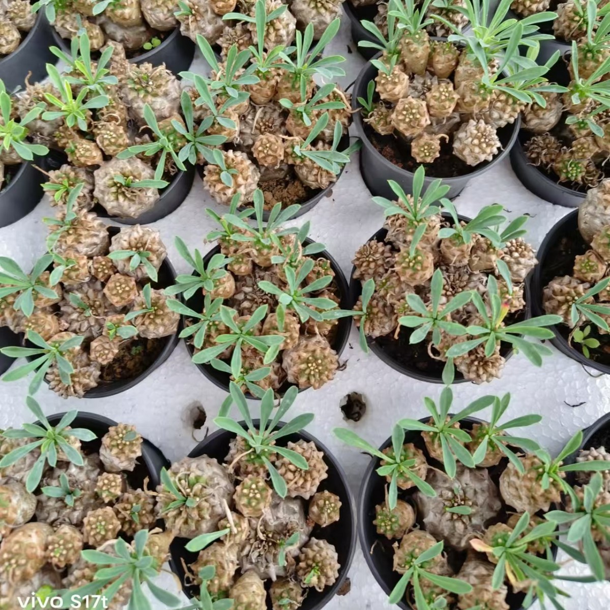 峨眉山多肉块根植物小菠