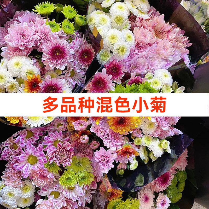 小雏菊纽扣菊多头云南鲜花基地直发鲜切花材家庭水养花束花束搭配