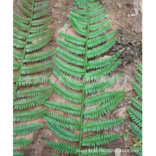 仿真植物蕨XRB-072 类支桫椤叶落盆景椤假树叶工厂程D地I桫Y装饰