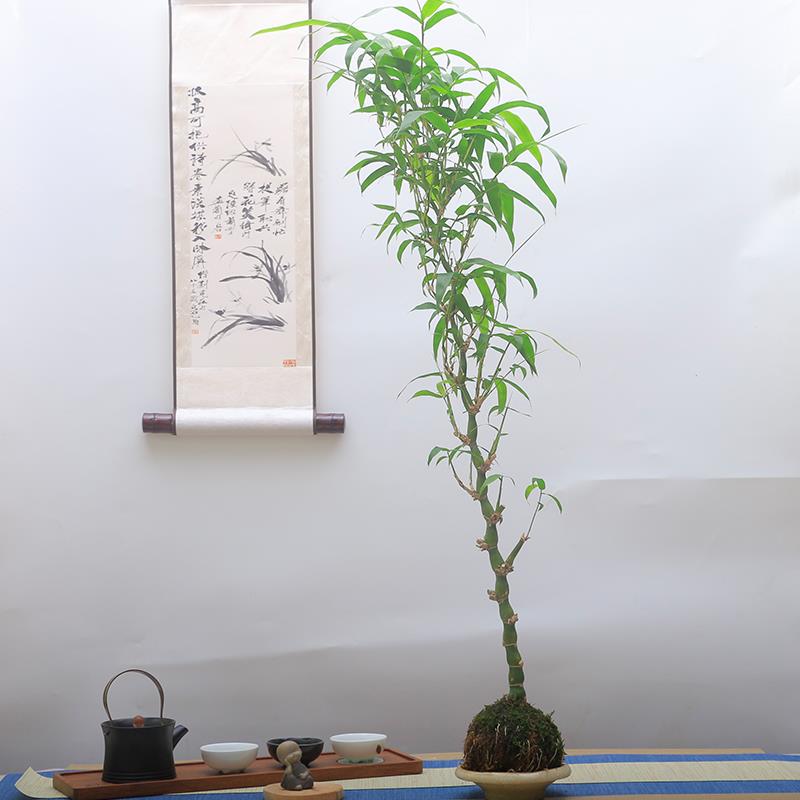 高杆佛肚竹苔藓球绿植盆景客厅室内树桩盆栽好养活盆栽四季常青