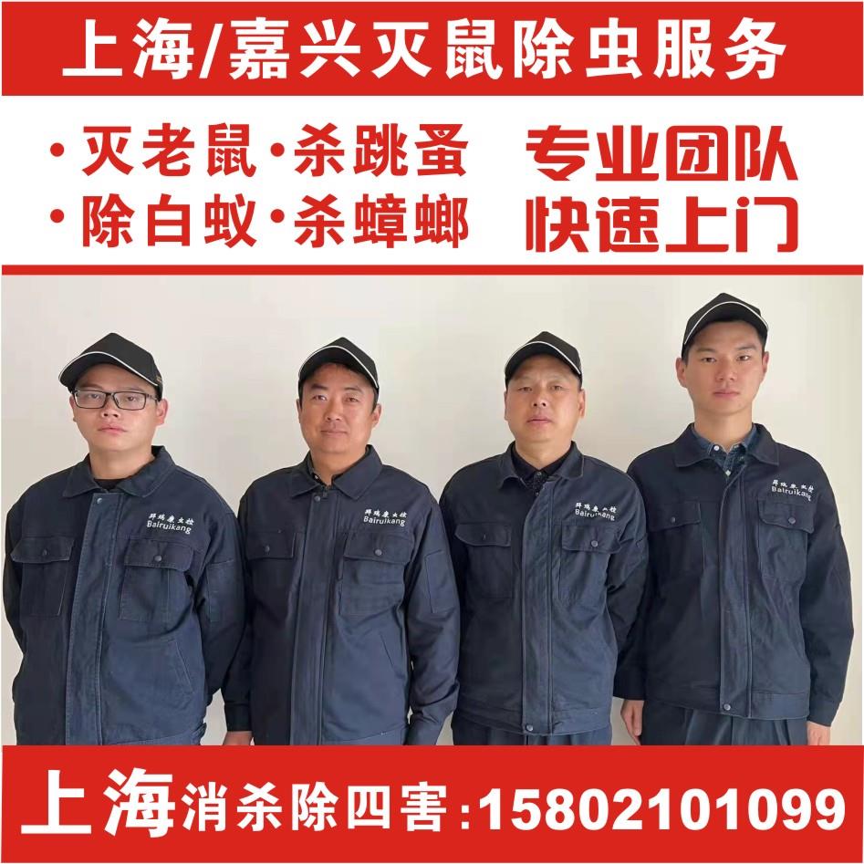 上海上门灭鼠除鼠公司专业消杀除四害抓老鼠服务逮捕鼠笼夹粘鼠板