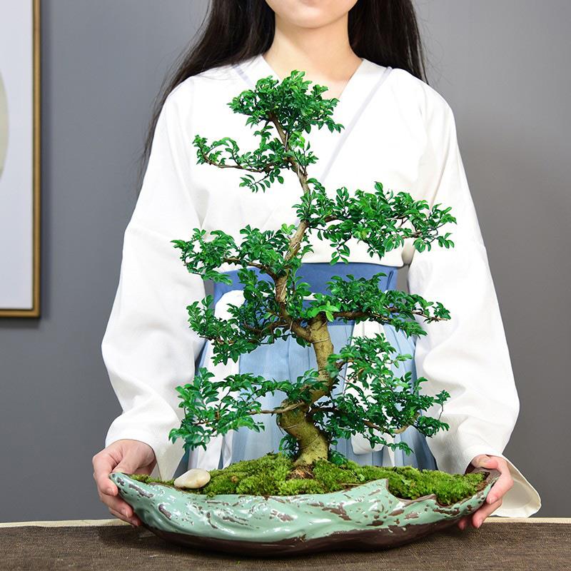 造型小叶榆树盆景老桩悬崖盆栽植物室内办公客厅四季常青花卉绿植