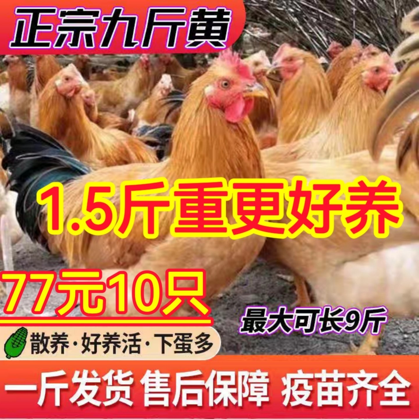 散养纯种巨型1一斤半九斤红鸡活苗九斤黄公鸡活苗半大青年阉鸡苗,农用物资,动物种苗,淘宝优惠券,粉丝福利购,淘宝优惠卷