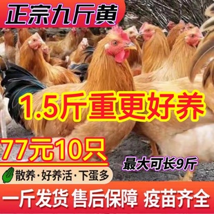 散养纯种巨型1一斤半九斤红鸡活苗九斤黄公鸡活苗半大青年阉鸡苗