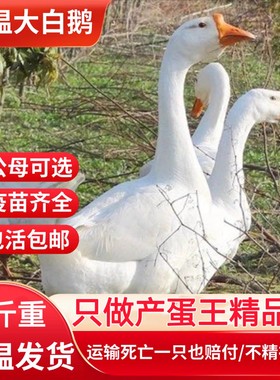1.5斤鹅活苗产蛋王百子鹅苗